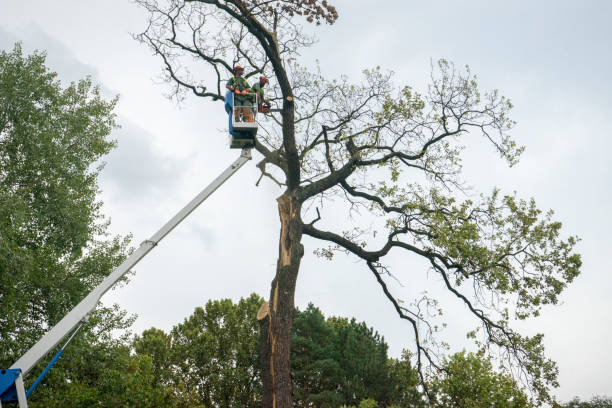 Best Tree Preservation Services  in Gibraltar, MI