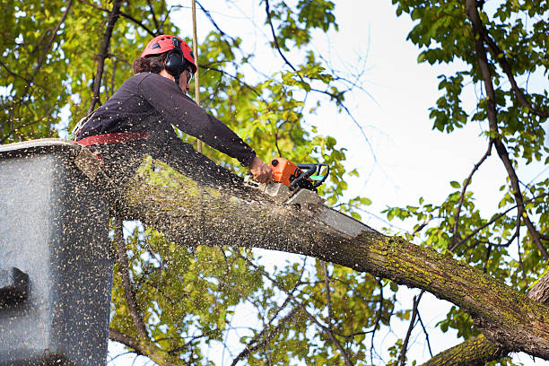 Best Mulching Services  in Gibraltar, MI