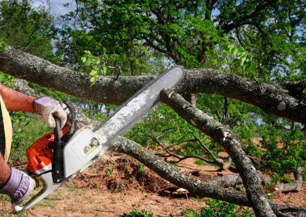 Best Commercial Tree Services  in Gibraltar, MI